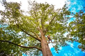 Best Stump Grinding and Removal  in Springville, VA