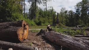 Best Firewood Processing and Delivery  in Springville, VA