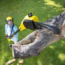 Trusted Springville, VA Tree Services Experts