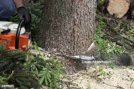 Best Tree Maintenance Programs  in Springville, VA