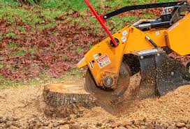 Best Tree Disease Treatment  in Springville, VA