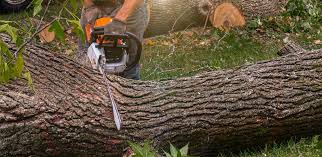 Best Grass Overseeding  in Springville, VA