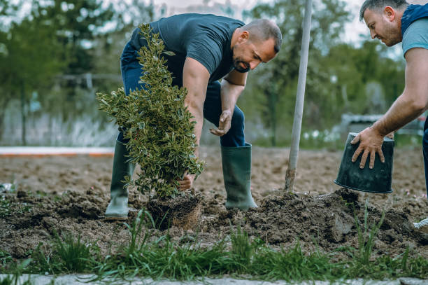 Best Soil Testing and Treatment  in Springville, VA