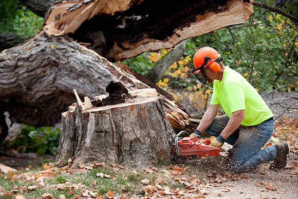 Best Arborist Consultation Services  in Springville, VA