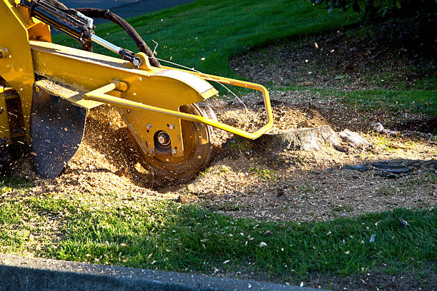 How Our Tree Care Process Works  in  Springville, VA