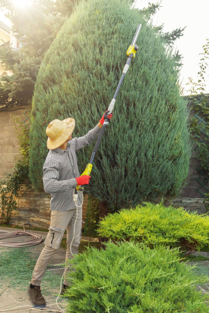 Best Landscape Design and Installation  in Springville, VA