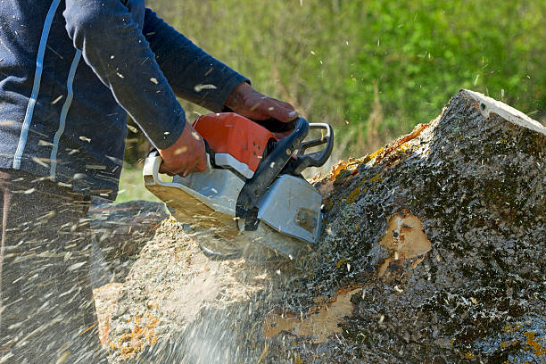 Best Tree Health Inspection  in Springville, VA