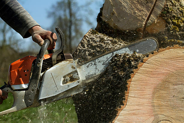 Best Lawn Renovation and Restoration  in Springville, VA